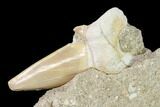 Otodus Shark Tooth Fossil in Rock - Eocene #139846-3